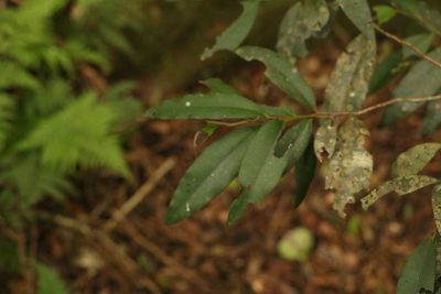 Diospyros pentamera, photographed by Greg Tasney