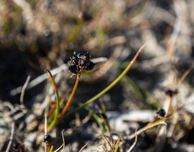 Juncus novae-zelandiae, photographed by Cara-Lisa Schloots