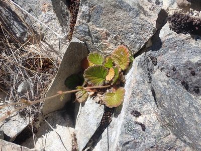 Geum cockaynei, photographed by Paul Bell-Butler