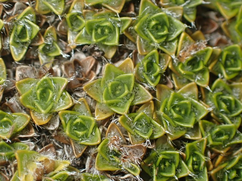 Veronica thomsonii, photographed by Paul Bell-Butler