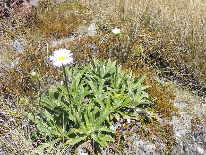 Celmisia densiflora, photographed by Paul Bell-Butler