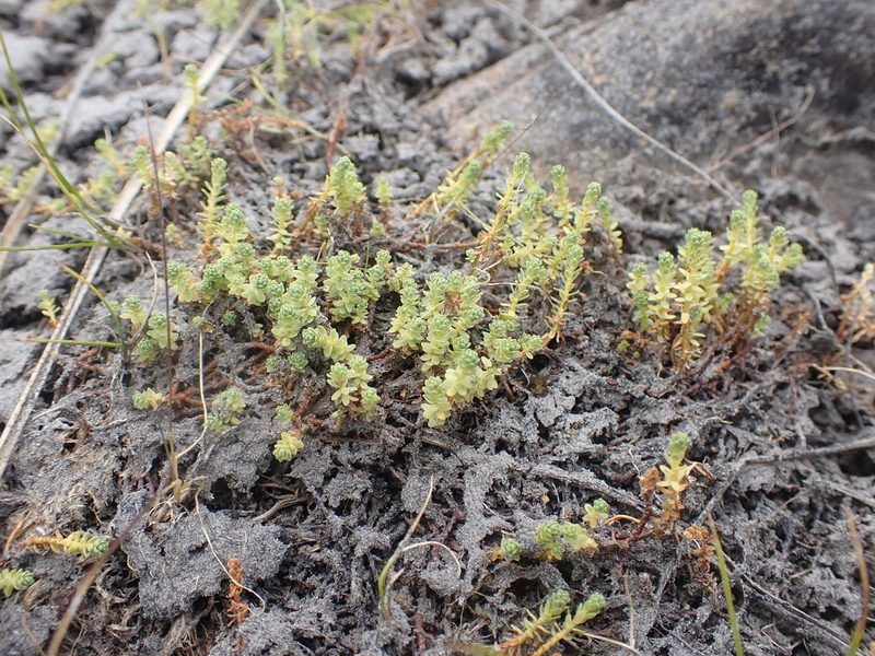 Kelleria paludosa, photographed by Paul Bell-Butler
