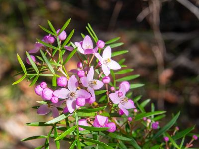 Boronia pinnata, photographed by Jesse de Vries