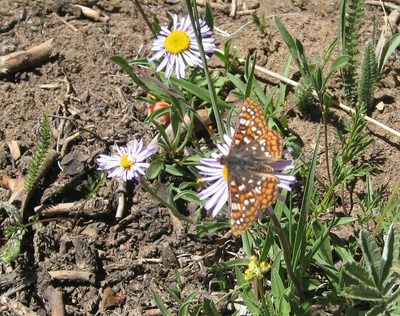 Erigeron ursinus, photographed by John Brew