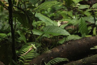 Philodendron squamipetiolatum, photographed by Michael Bakker Paiva