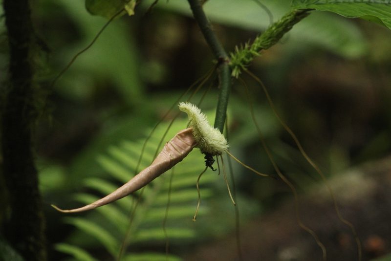 Philodendron squamipetiolatum, photographed by Michael Bakker Paiva