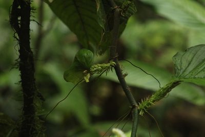 Philodendron squamipetiolatum, photographed by Michael Bakker Paiva