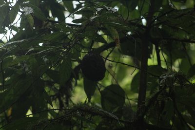 Theobroma gileri, photographed by Michael Bakker Paiva