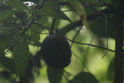 Theobroma gileri, photographed by Michael Bakker Paiva
