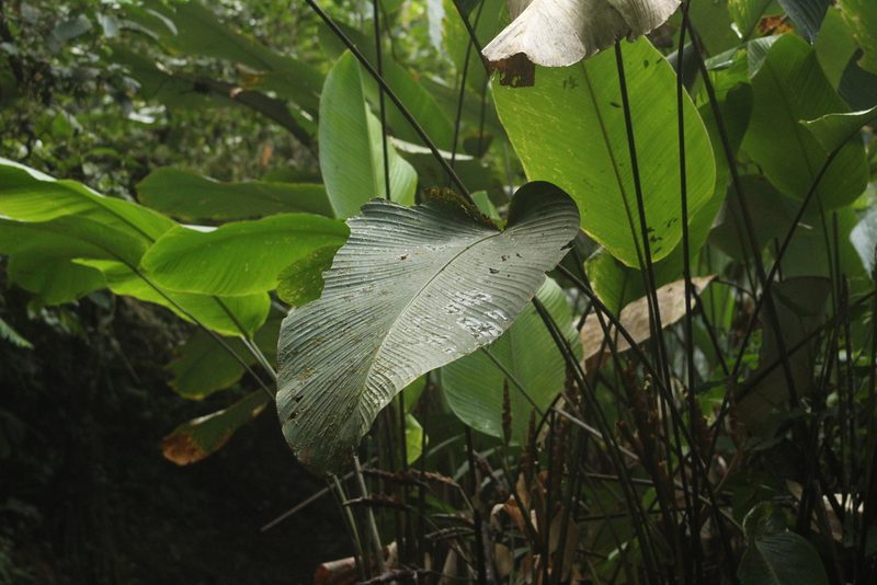Calathea lutea, photographed by Michael Bakker Paiva
