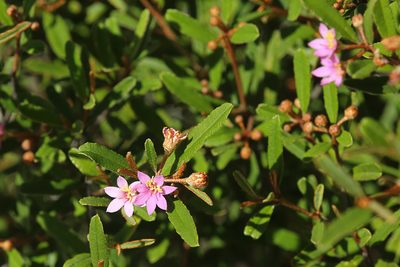 Phebalium nottii, photographed by dhfischer