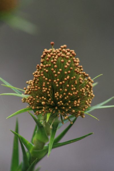 Paepalanthus ramosus, photographed by Carlos Vidigal