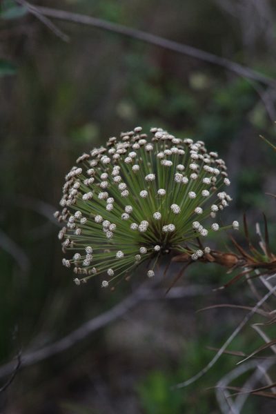 Paepalanthus ramosus, photographed by Carlos Vidigal