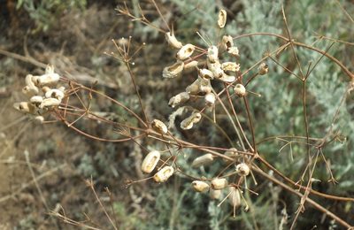 Prangos odontalgica, photographed by Иван Пристрем