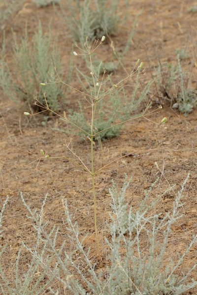 Prangos odontalgica, photographed by Иван Пристрем