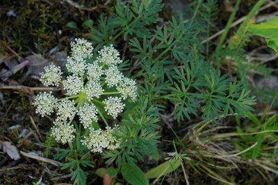 Neogaya simplex, photographed by Иван Пристрем