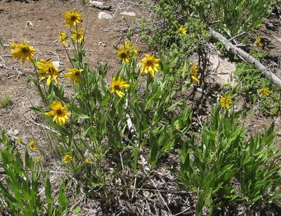 Helianthella uniflora, photographed by John Brew