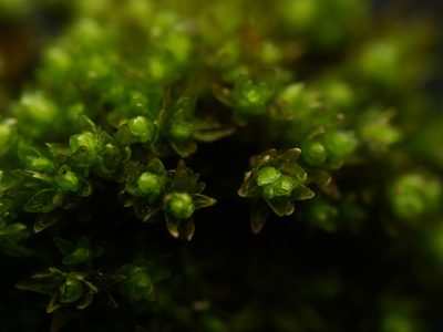 Nyholmiella obtusifolia, photographed by Alexis Tinker-Tsavalas