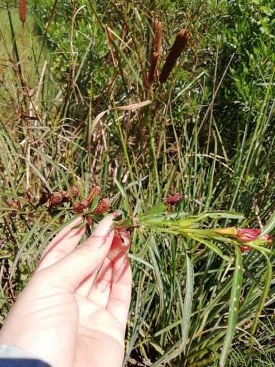 Ludwigia longifolia, photographed by Agustina Medina