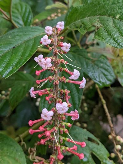 Gonzalagunia rosea, photographed by Trevor Van Loon