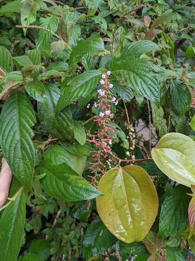 Gonzalagunia rosea, photographed by Trevor Van Loon