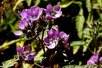 Tarasa capitata, photographed by Hugo Hulsberg