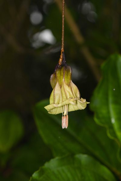 Merinthopodium neuranthum, photographed by Trevor Van Loon