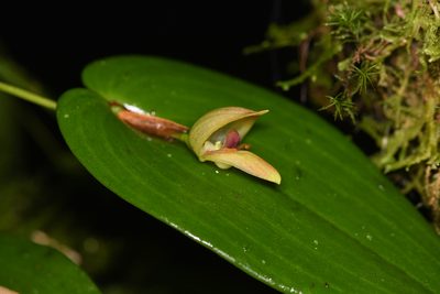 Pleurothallis palliolata, photographed by Trevor Van Loon