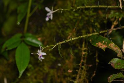 Epidendrum endresii, photographed by Trevor Van Loon