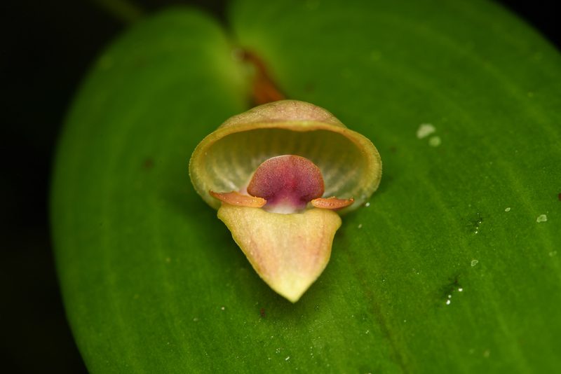 Pleurothallis palliolata, photographed by Trevor Van Loon