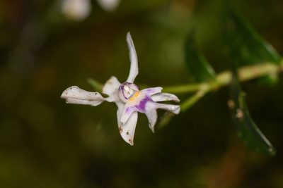 Epidendrum endresii, photographed by Trevor Van Loon