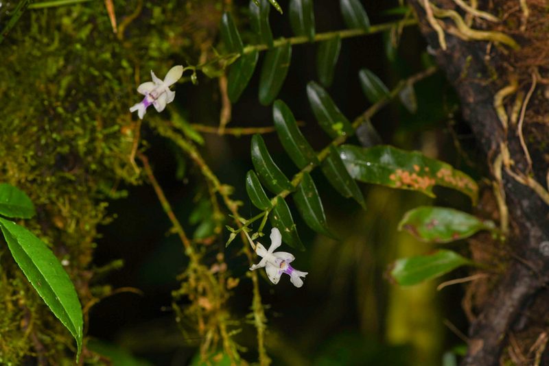 Epidendrum endresii, photographed by Trevor Van Loon
