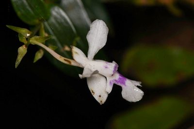 Epidendrum endresii, photographed by Trevor Van Loon