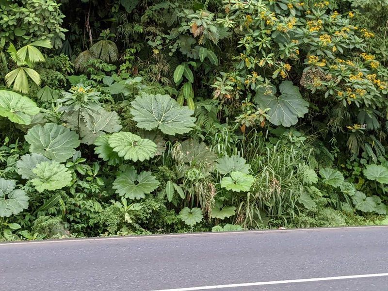 Gunnera insignis, photographed by Trevor Van Loon