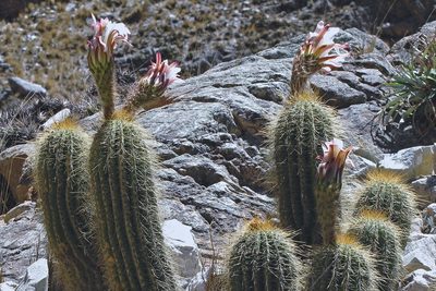 Soehrensia schickendantzii, photographed by Hugo Hulsberg