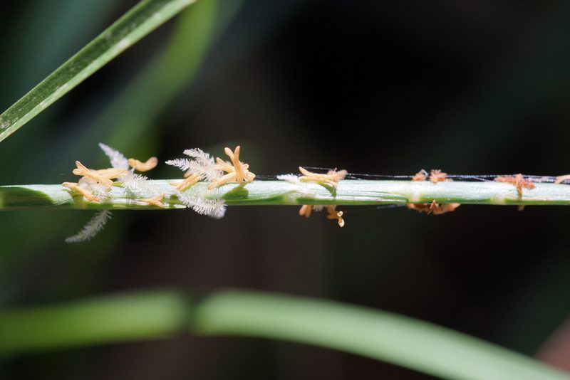 Hemarthria uncinata, photographed by Ben Fisher