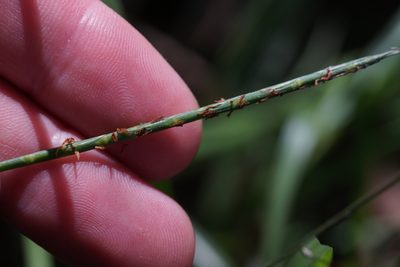 Hemarthria uncinata, photographed by Ben Fisher