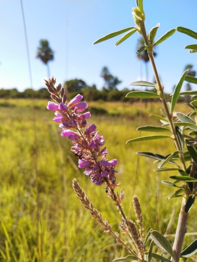 Desmodium cuneatum, photographed by Patricio Cowper Coles