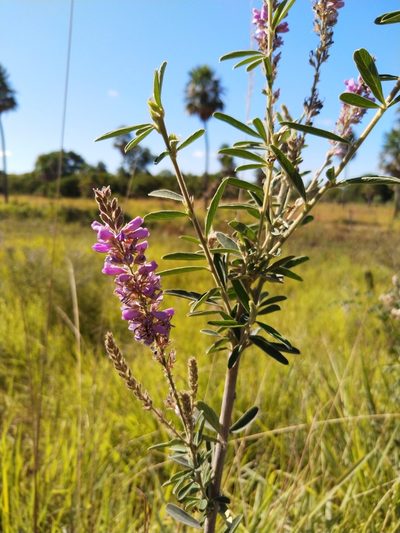 Desmodium cuneatum, photographed by Patricio Cowper Coles