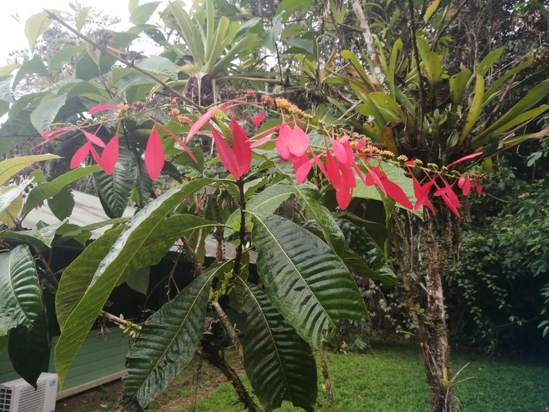 Warszewiczia coccinea, photographed by Andrew Quitmeyer