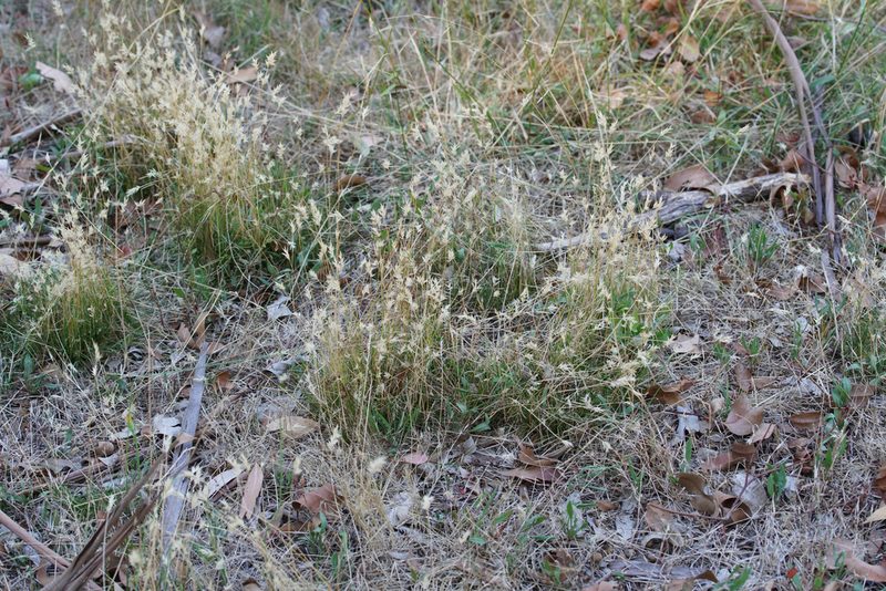 Rytidosperma geniculatum, photographed by Ben Fisher