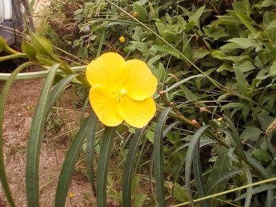 Ludwigia longifolia, photographed by Sergio Olalde
