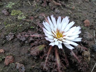 Hypochaeris echegarayi, photographed by Naturalist Tours