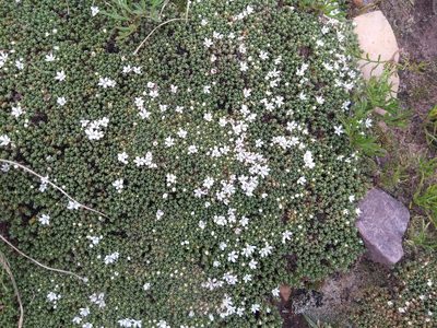 Frankenia triandra, photographed by Naturalist Tours