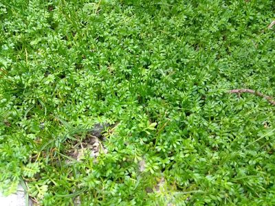 Cotula mexicana, photographed by Naturalist Tours