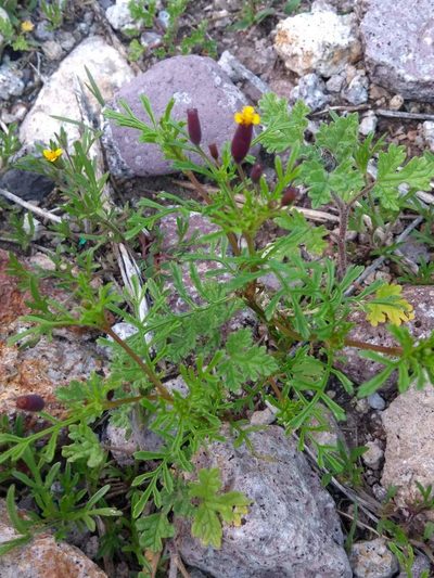 Tagetes multiflora, photographed by Naturalist Tours