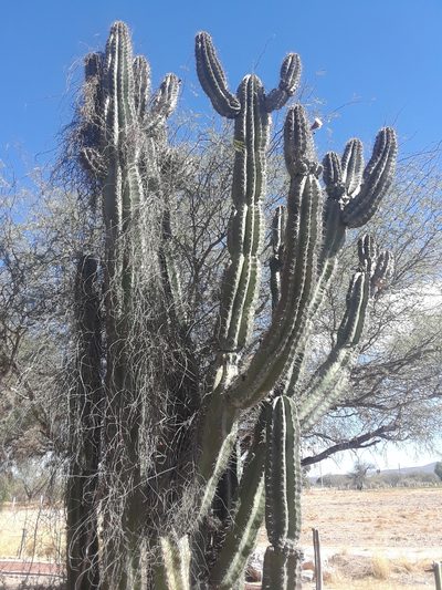 Stenocereus huastecorum, photographed by Alejandro Gómez Maya