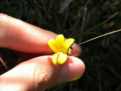 Monopsis lutea, photographed by Tim Kirsten
