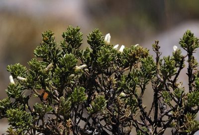 Baccharis tola, photographed by Hugo Hulsberg