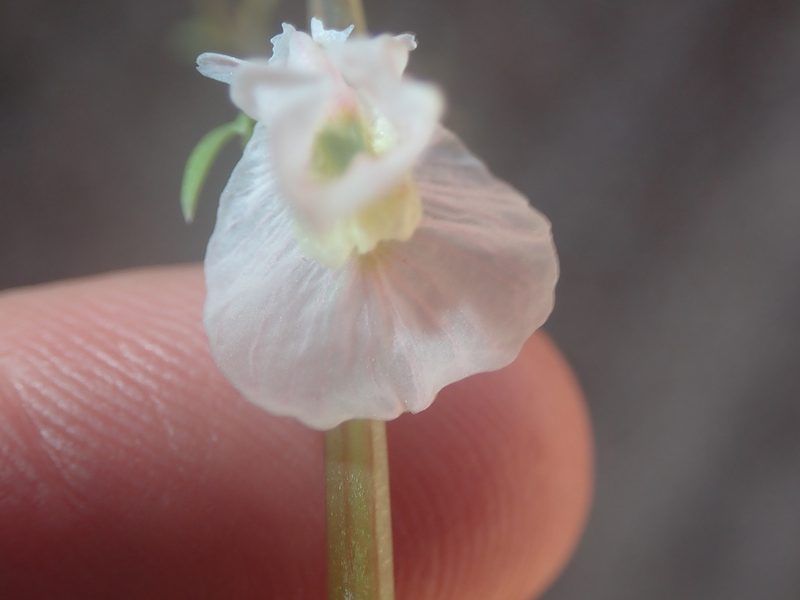 Cysticapnos vesicaria, photographed by Peter Warren